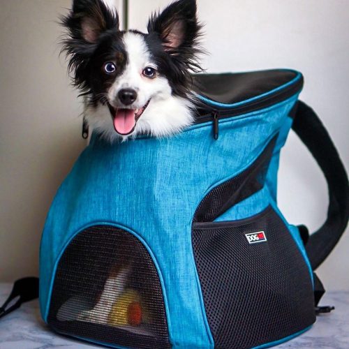 Adventure Pup Wilson in Pet Carrier Pack