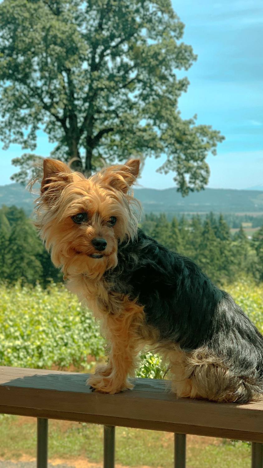 3 (Dog-Friendly) Wineries To Explore Near Portland With Your Best Sassy Buddy