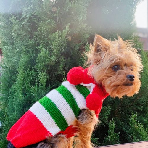 Elf Dog Sweater