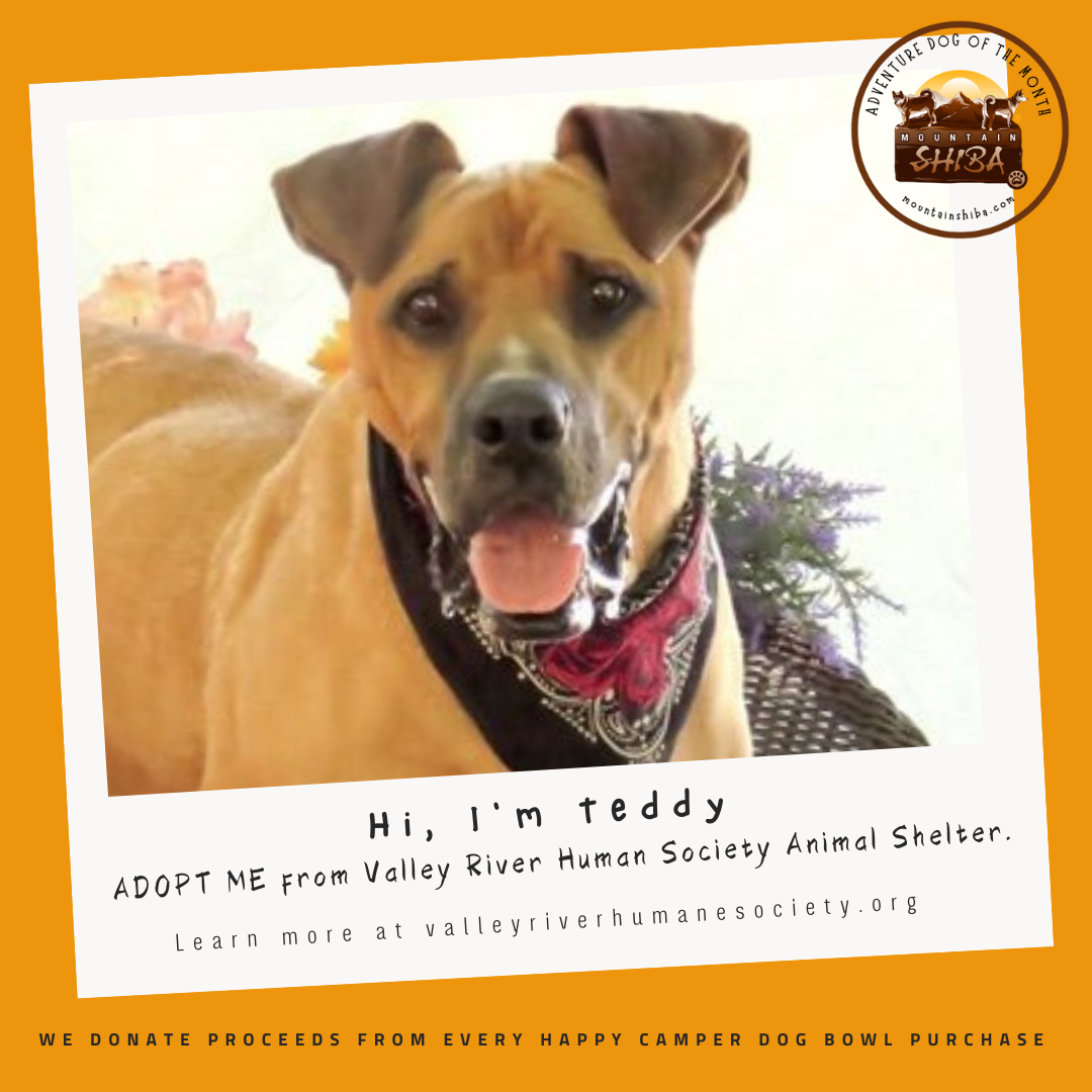 Teddy Adventure Dog of the Month